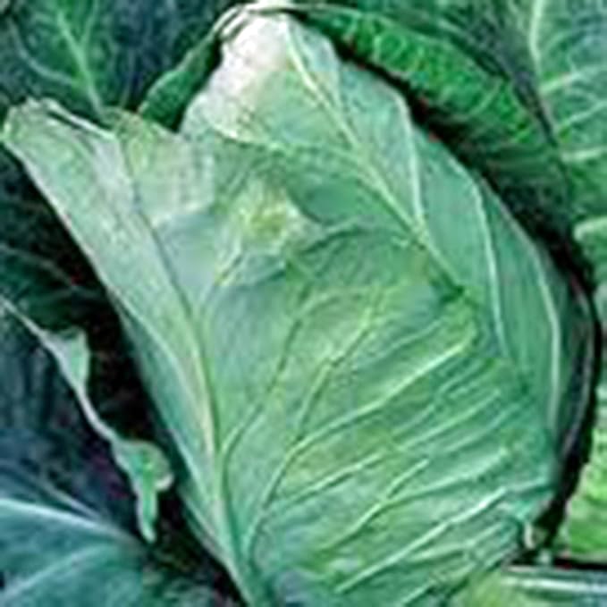 Cabbage Seed, Early Jersey Wakefield, Heirloom, Non GMO, 25 Seeds, Tasty Healthy Veggie