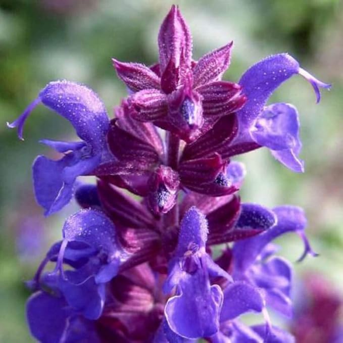 NIKA SEEDS - Seeds Herb Sage (Salvia Officinalis) Medicinal - 25 Seeds