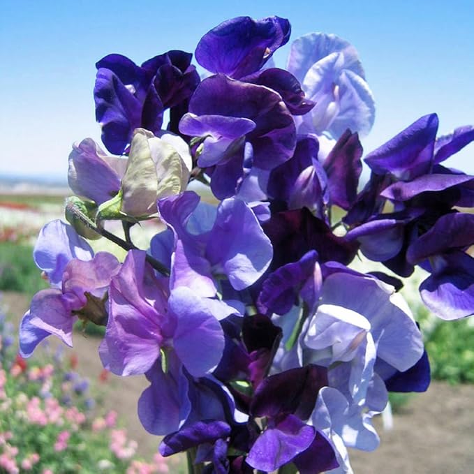 300+ Perennial Lathyrus Odoratus Flower Seeds for Planting Outdoors-Sweet Peas Vine Seed Annual Flower Seeds Fragrant Butterfly