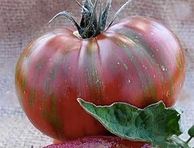 Vintage Wine Tomato Seeds - Large Tomato with Big Pink Tomatoes with Golden Stripes - One of The Most Delicious Tomatoes for Home Growing - 50 Seeds