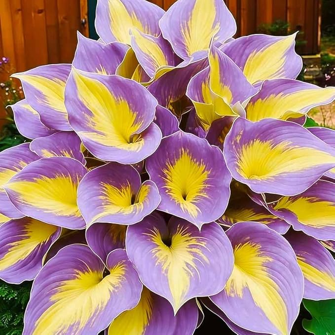 185+ Mixed Color Hosta Seeds for Planting Outdoors- Shade/Cold Tolerant Perennials, Dual Use for Ground Cover & Pots, Low Maintenance Flowers