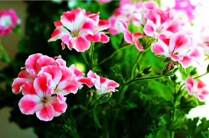Geranium Mix 50+ Seeds Flowers Planting for Outdoor Indoor
