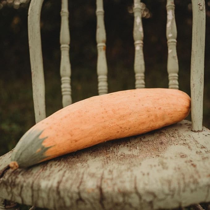 North Georgia Candy Roaster Squash - 25 Seeds - Extra Sweet Heirloom Banana Squash Variety, Non-GMO Heirloom Winter Squash Seeds for Planting in The Home Garden, Thresh Seed Company