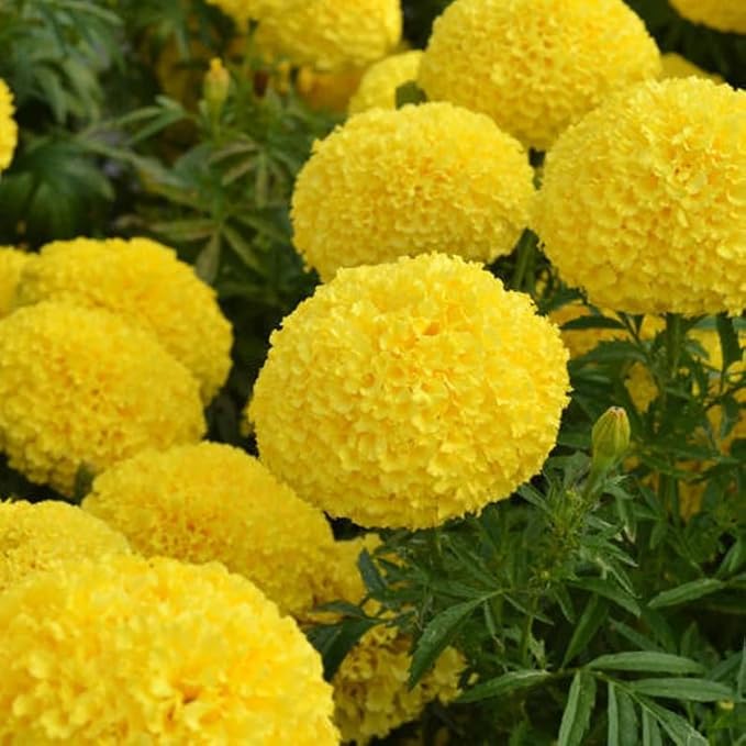 Premium Marigold Mix Seeds (1000 Count) - Hardy Annual Flower Seeds, Long-Blooming Ornamental for Garden Beds, Pots, Patios