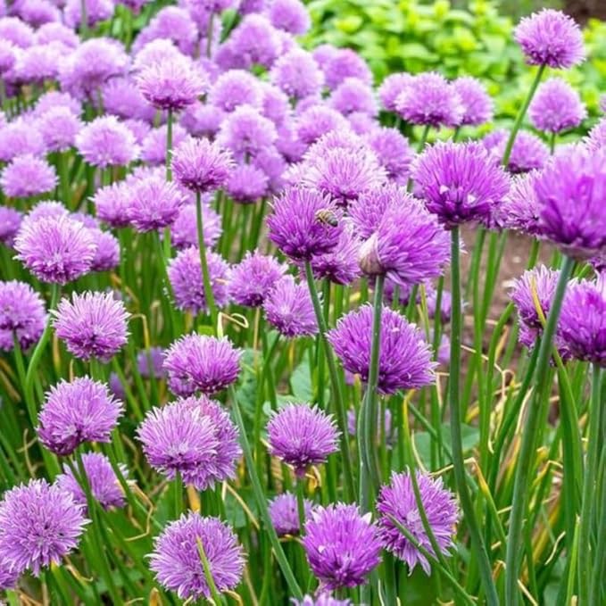 3 Hardy Chives Live Plant, Live Chives Plant for Planting Garden, 4 Inch Tall, Heirloom Leeks Plant, Hardy Perennial Chives Plant for Planting, Fragrant Heirloom Vegetable