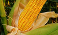 Food Plot Seeds for Planting - Grow Food for Deer, Turkey, Elk, Phesants, Quail and Other Wild Game (Deer Corn - 100 Seeds)