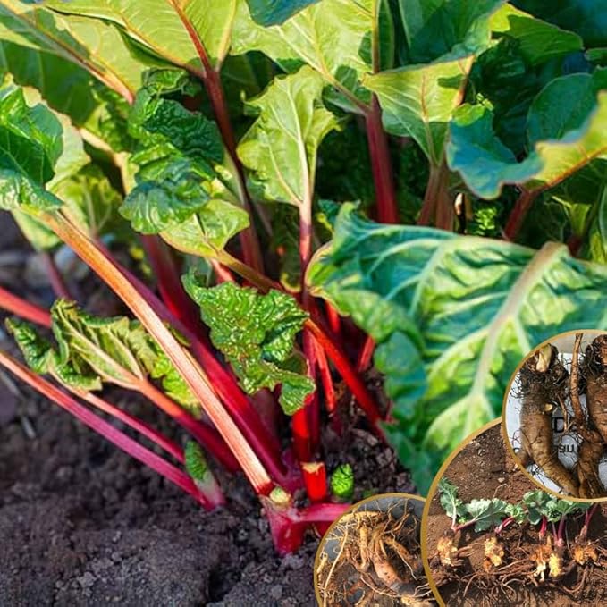 Large Victoria Rhubarb Crown, 15-20" Tall Live Rhubarb Root for Planting, Hardy Perennial Vegetable Rootstock for Outdoor Gardens