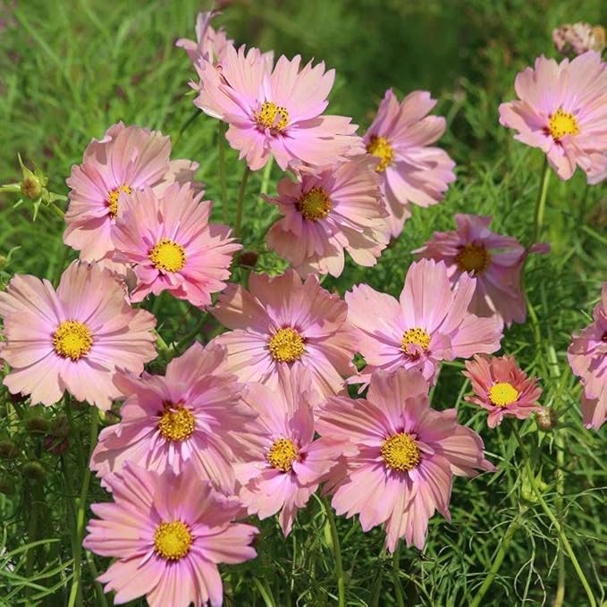 Park Seed Cosmo Flower Plant Seeds, Easy to Grow, Perfect for Spring Garden, Apricotta, Pack of 25