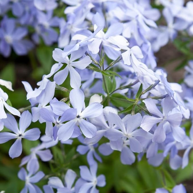 200+ Emerald Blue Creeping Phlox Seeds Flowers Garden Planting