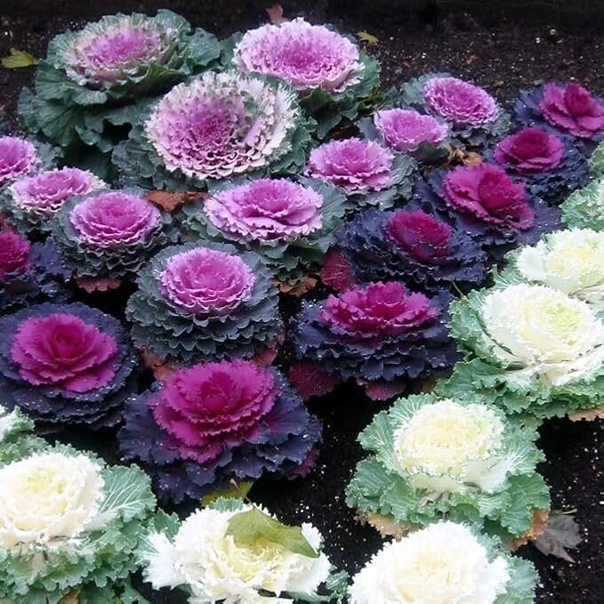Flowering Kale Mix Large Flowered Seeds – Brassica Oleracea | Biennial | Ornamental & Edible | Cold-Hardy & Vibrant Blooms