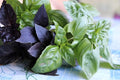Seeds Basil Mix of Red Green Purple Indoor Sweet Heirloom Herbs Non GMO