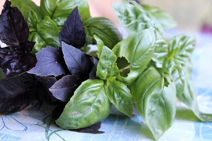 Seeds Basil Mix of Red Green Purple Indoor Sweet Heirloom Herbs Non GMO