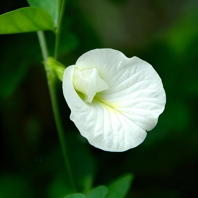 Butterfly Pea Flower Seeds for Planting, 35 Mixed Clitoria Seeds, Non-GMO Heirloom Vinestriking Clitoria Seed for Ornamental Garden Potted Bonsai
