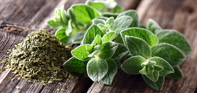 Seeds4planting - Seeds Oregano Heirloom Herbs Non GMO