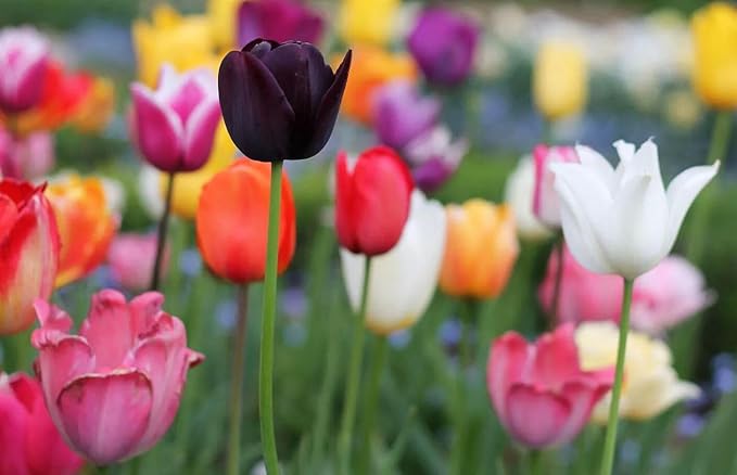Mix Triumph Tulips 10 Bulbs for Fall Planting Colorful Flower Tulipa Darwin Hybrid Changing Colors Mixture Size 12+ 4 Varieties to Choose (All Season Barn Mixture, 10, Mix Color)