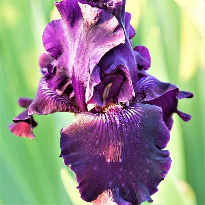 Ozark Rebounder Re-Blooming Bearded Iris Flower Rhizome - Grows Year After Year - Perennial, Fragrant & Great for Cut Floral Arrangements - Easy to Grow Fall Planting Bulbs by Willard & May