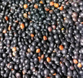 200 Black Lentil Seeds | Indian Head Non GMO Heirloom Vegetable Asian Indian French Beluga Daal Bean Cover Crop Vegan Geen Red Pea