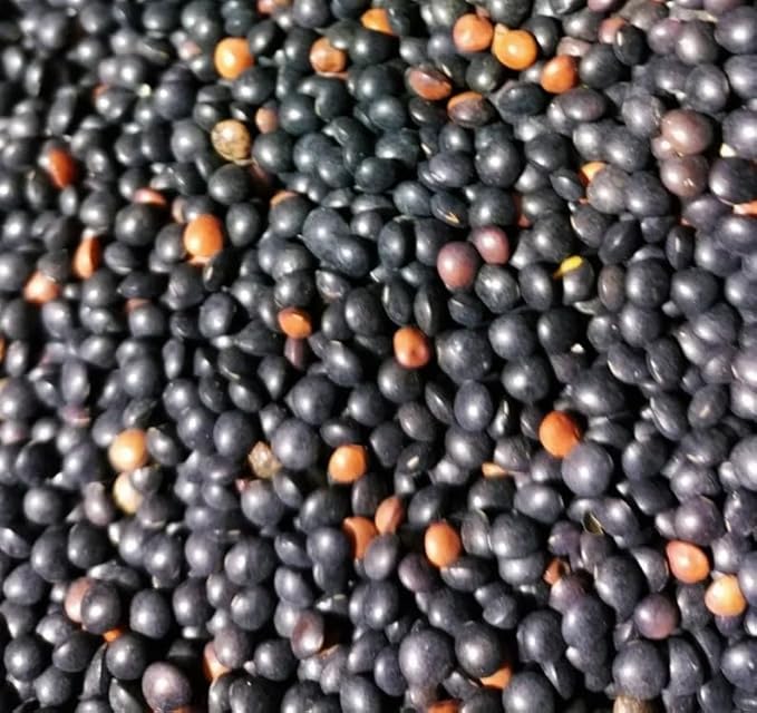 200 Black Lentil Seeds | Indian Head Non GMO Heirloom Vegetable Asian Indian French Beluga Daal Bean Cover Crop Vegan Geen Red Pea