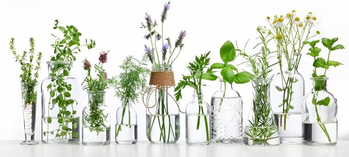 Essential Oils Garden Seed Kit - Grow Peppermint, Tea Tree, Lavender, Eucalyptus, Lemongrass, Orange