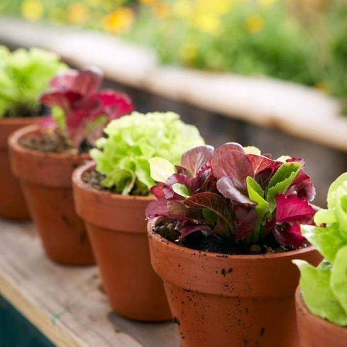 Seeds Lettuce Indoor Mix - 20 Days for Salad - Heirloom Vegetable - GMO Free