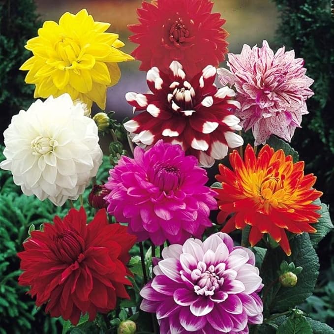 Seeds Flowers Dahlia Double Mix Annual - 30 Seeds