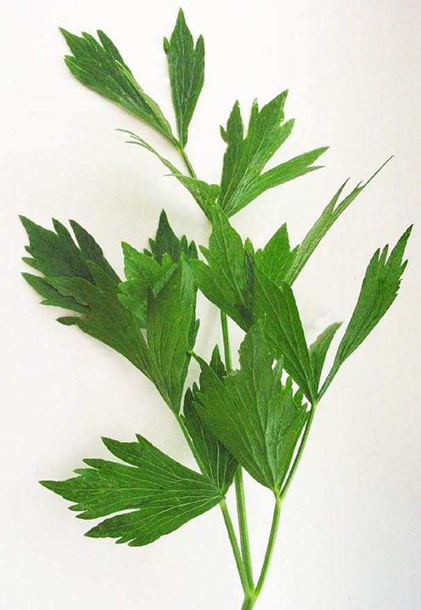 Lovage Herb Seeds - 25 Count Seed Pack- Non-GMO - an herb That Tastes Like Celery, with Undertones of Parsley and a hint of Anise. - Country Creek LLC