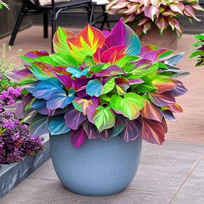 Hosta Seeds, 150 Pieces Perennial Ornamental Leaf Plant for Home Gardens, Outdoor Decoration