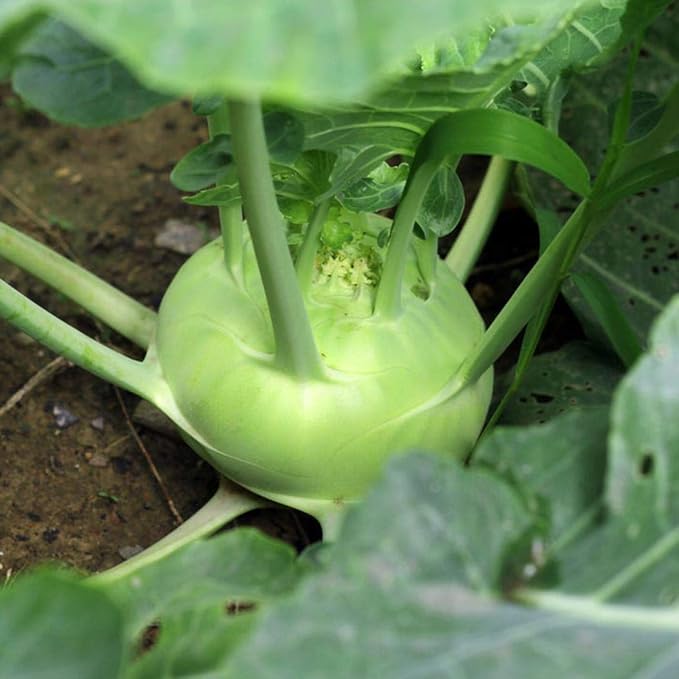 Seeds Vegetable Kohlrabi Giant Cabbage Biennial Green - 100 Seeds