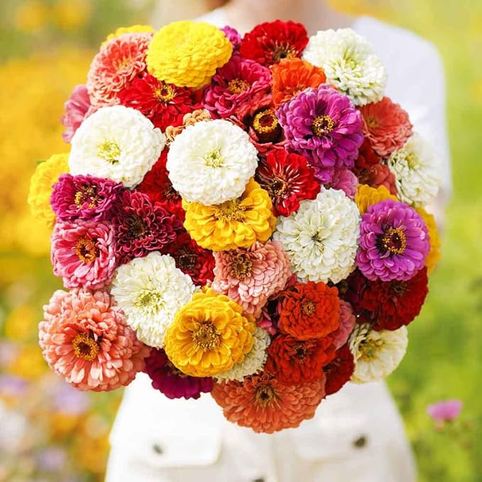 Eden Brothers Zinnia Seeds - Oklahoma Mix, Non-GMO Seeds for Planting, 1 Ounce | Low-Maintenance Flower Seeds, Plant During Spring, Zones 3, 4, 5, 6, 7, 8, 9, 10