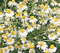 Chamomile German Great Garden Herb by Seed Kingdom (1 OZ Seeds)
