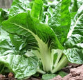 50pcs Swiss Chard Seeds White Perpetual Spinach Vegetable Seeds