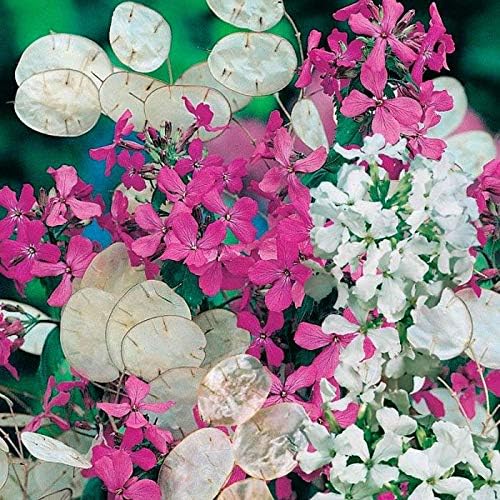 CEMEHA SEEDS - Seeds Silver Dollar Lunaria Mix Money Plant Biennial Flowers for Planting
