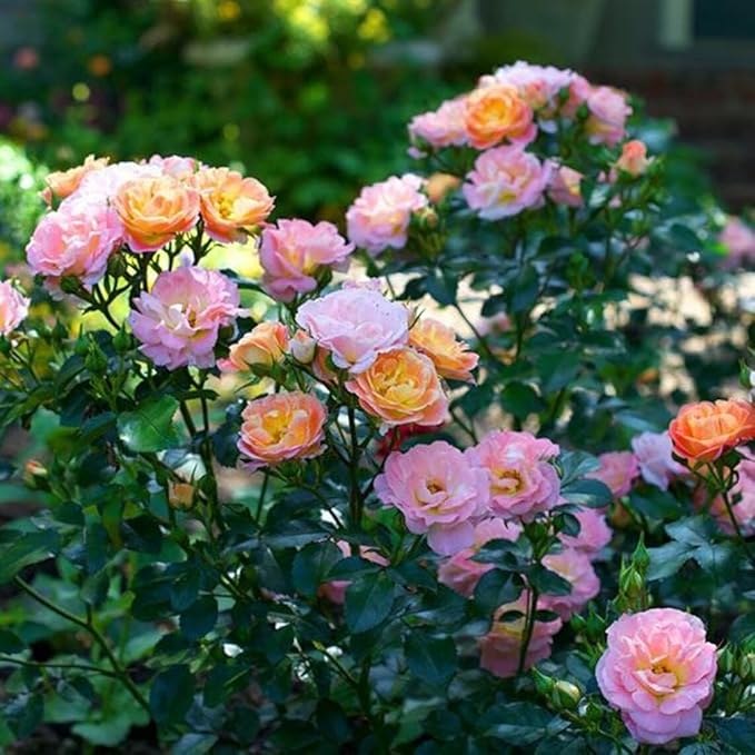 50+ Peach Rose Seeds Groundcover Rose Flowers Garden Planting