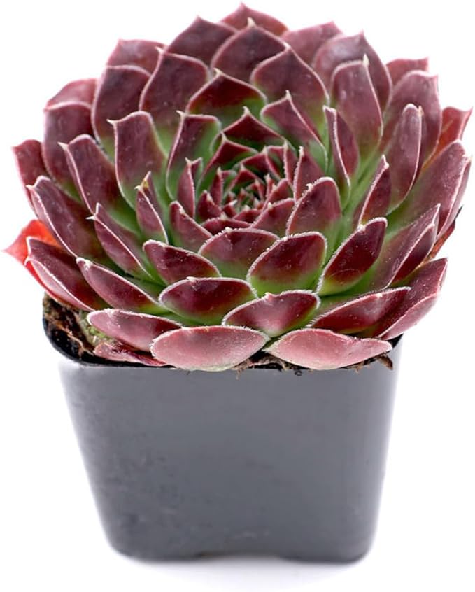 Mountain Crest Gardens Sempervivum Succulent Variety Pack - 6 Hardy Live Rosette Plants, No Repeats, Rooted in 2 Inch Pots - for Rock Gardens, Containers, DIY Displays