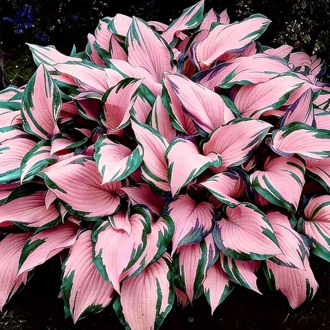 185+ Mixed Color Hosta Seeds for Planting Outdoors- Shade/Cold Tolerant Perennials, Dual Use for Ground Cover & Pots, Low Maintenance Flowers