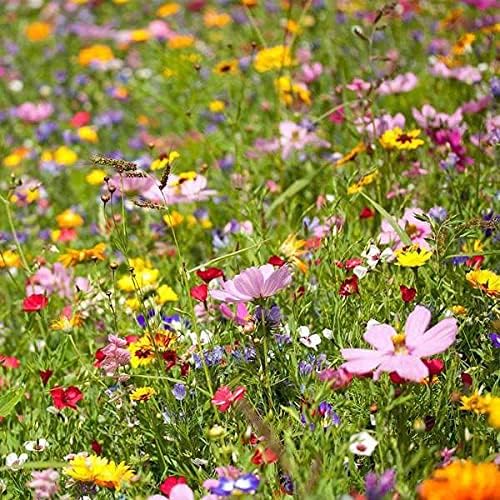 Non GMO Bulk Southeast Wildflower Seed Mix 112,500 Seeds (1/4 Lb)