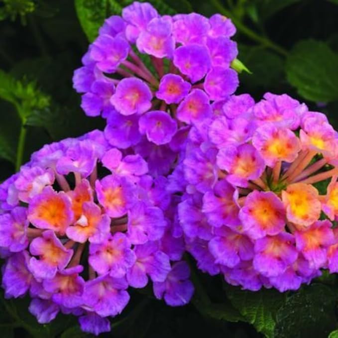 Lantana Flower Seeds for Planting - Mix Color Lantana Seeds to Plant Non-GMO Perennial Flower Garden Outdoor