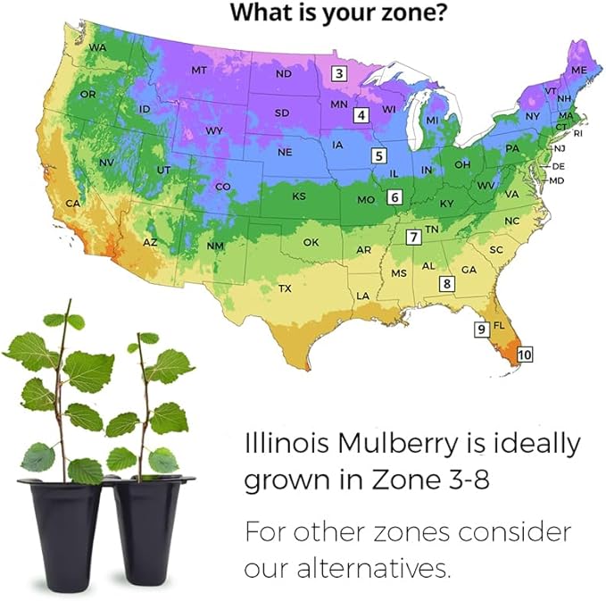 Mulberry Illinois Everbearing Plant (4 Pack) | Real Live Fruit Plants for Sale| Easy to Grow Live Plants for Organic Gardens | Organic Landscaping, and Indoor or Outdoor Planting.