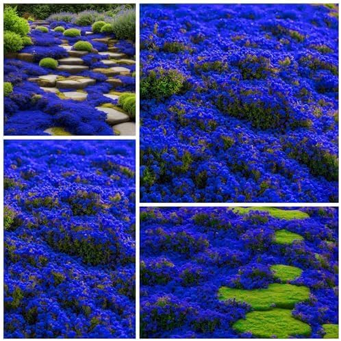 21500+ Creeping Thyme Seeds Ground Cover Plant Seeds Perennial- Non-GMO Heirloom Flower Creeping Thyme Seeds for Planting