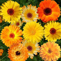 1000+ Calendula Seeds for Planting, Pacific Beauty Mix, Non-GMO, Edible & Medicinal Flowers, Bright Orange & Yellow Blooms, Pollinator Friendly, Annual Wildflower Seeds for Garden and Tea