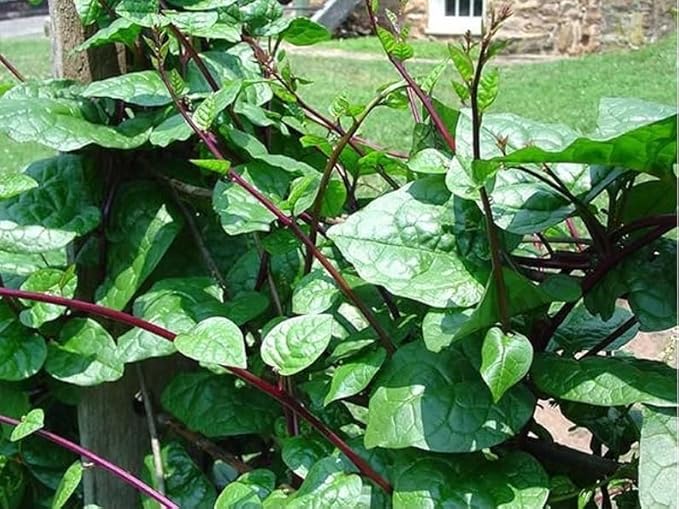 20 Red Malabar Spinach, Mồng Tơi Đỏ, basella alba Asian Garden Vegetable Seeds
