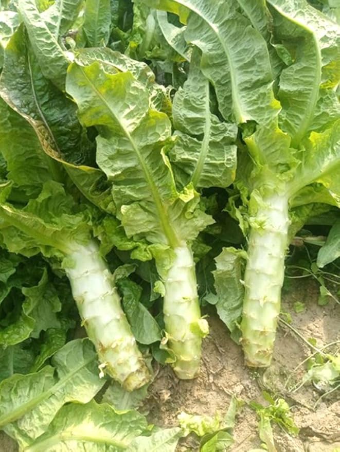 200PCS Asparagus Lettuce Seeds Chinese Lettuce Stem Asparagus Celttuce Celery Luttuce Seeds