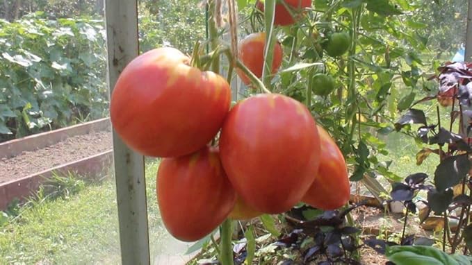 Seeds Red Mikado Tomato Heirloom Vegetable for Planting Non GMO