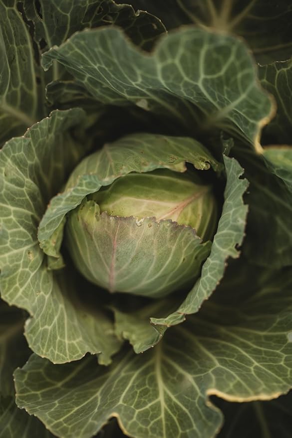 Copenhagen Market Cabbage - 100 Seeds - Heirloom & Open-Pollinated Variety, Non-GMO Vegetable Seeds for Planting Outdoors in The Home Garden, Thresh Seed Company