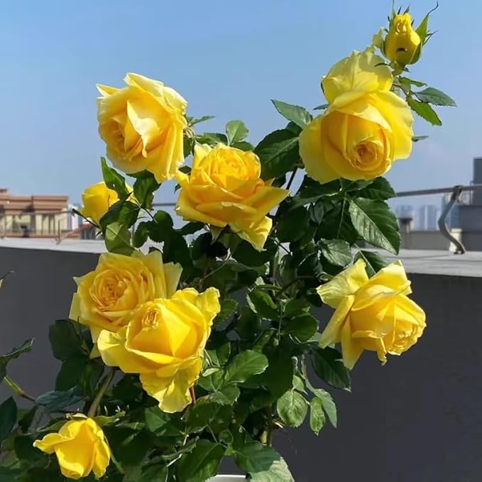100+ PCS Yellow Rose Seed Symbol of Friendship Perennial Rosa Bush Shrub Striking Landscaping Plant Easy Cultivating