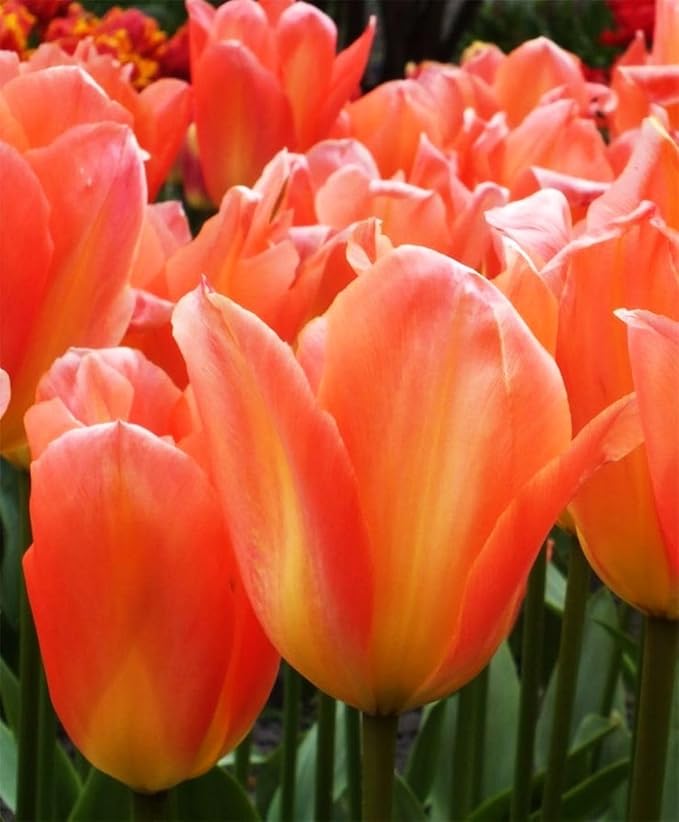 Tulipa Fringed Mixture Tulip Bulbs Size 11/12 for Planting - Plant in Fall, Winter or Early Spring (Apricot Emperor, 15, Count)