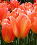 Tulipa Fringed Mixture Tulip Bulbs Size 11/12 for Planting - Plant in Fall, Winter or Early Spring (Apricot Emperor, 15, Count)
