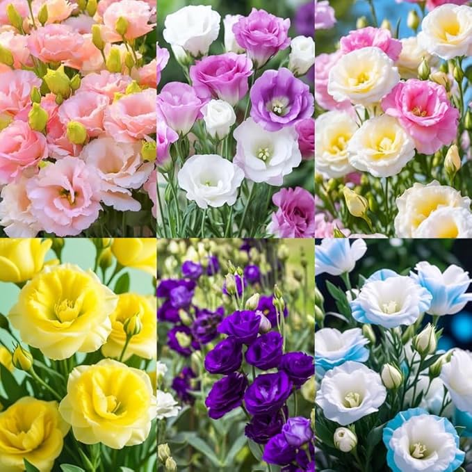 1050+Mixed Lisianthus Seeds for Planting-Perennial Eustoma Grandiflorum Flower Plants Seeds