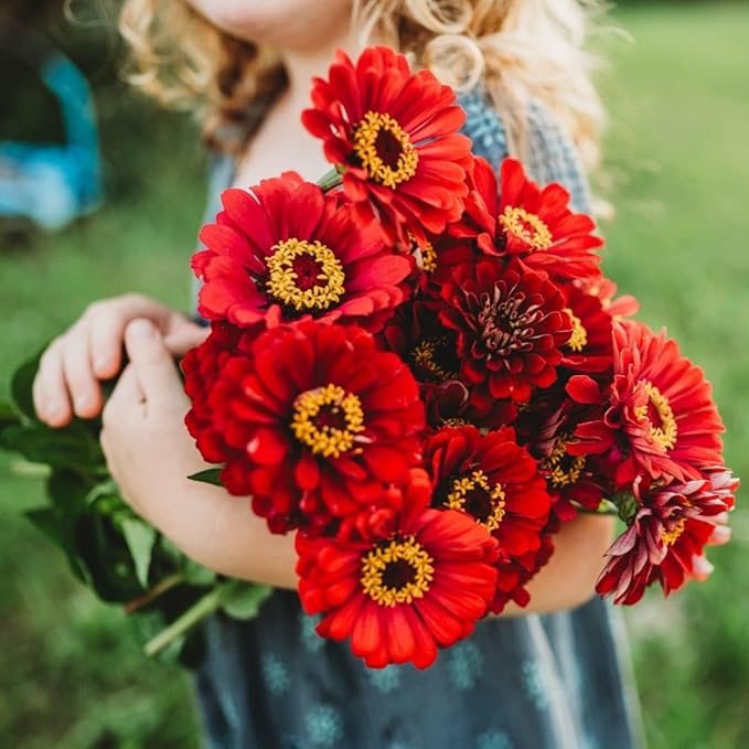 Meteor Zinnia - 100 Seeds - Beautiful Burgundy Flowers, Great for Cutting Gardens & Bouquets, Non-GMO Heirloom Zinnia Seeds for Planting in The Home Garden, Thresh Seed Company