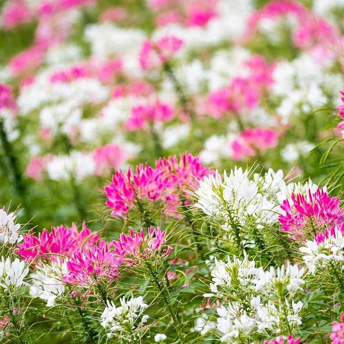 Outsidepride Mix Cleome Seeds - 2000 Pcs Annual Flower Seeds with Large, Airy, Spidery Blooms, Drought Tolerant Spider Plant for Xeriscaping, Flower Bed, Border, Pollinator, & Cut Flower Garden